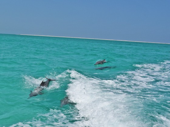 abu dhabi rent a jet ski dolphins