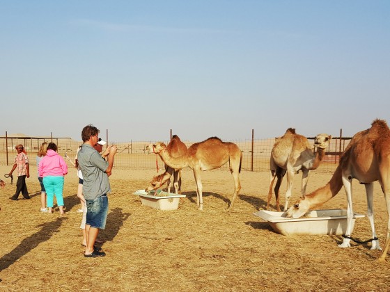 desert safari dubai camel farm 1
