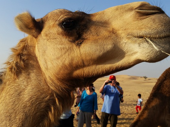 desert safari dubai camel farm