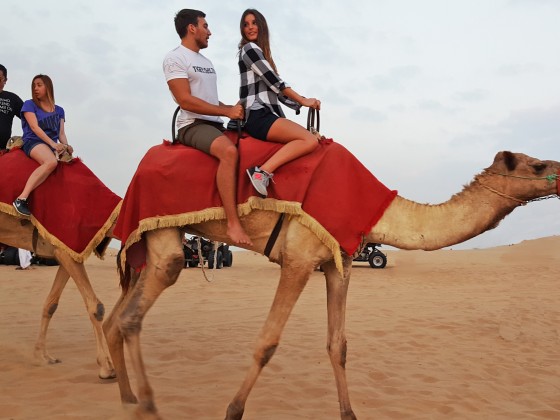 desert safari dubai camel riding