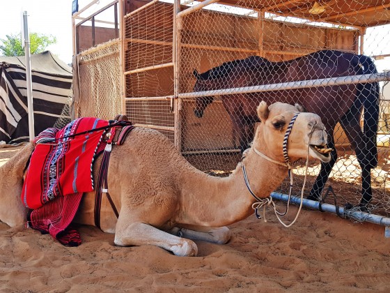 heritage village in abu dhabi 7