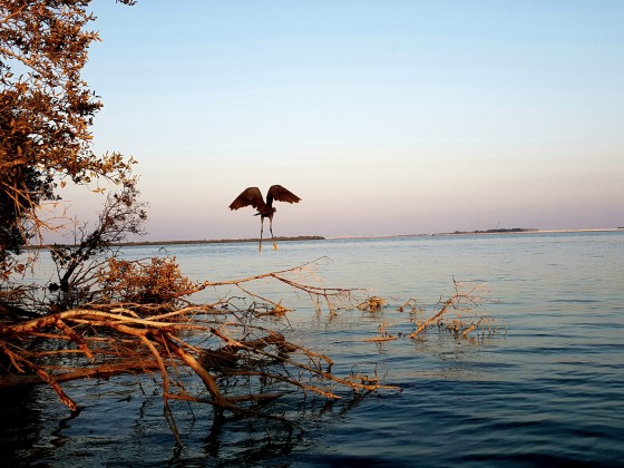 kayaking abu dhabi 3