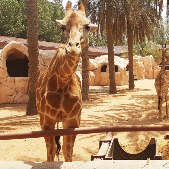 abu dhabi emirates zoo feed giraffe h