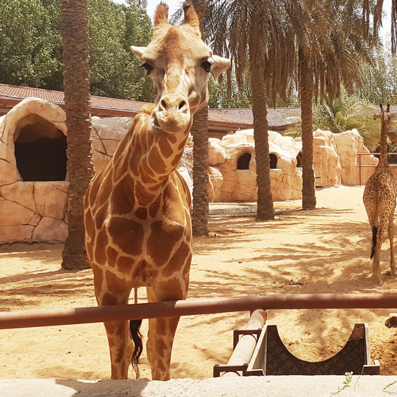 Emirates Park Zoo in Abu Dhabi Live Feeding & Personal Interaction