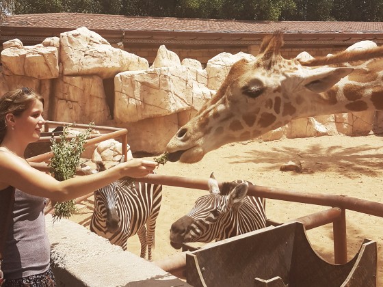 abu dhabi emirates zoo giraffes