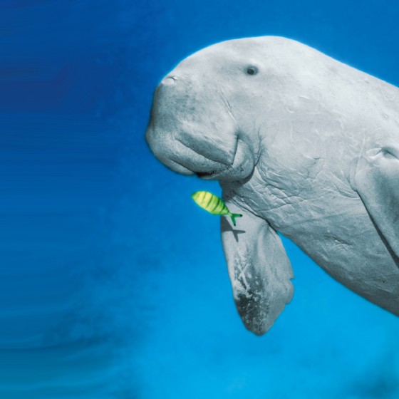 Dugongs in Abu Dhabi - The World's second largest population