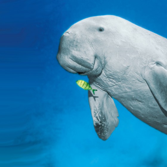 abu dhabi dugong marawah preserve