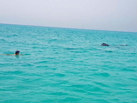 dolphins abu dhabi 1