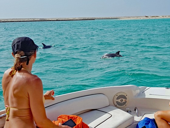 dolphins abu dhabi header